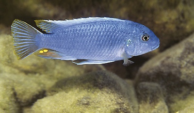 Pseudotropheus sp. 'lucerna blue cobalt' Same Bay
